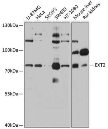 EXT2 Rabbit Polyclonal Antibody