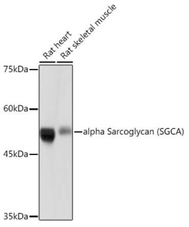alpha Sarcoglycan (SGCA) Rabbit Monoclonal Antibody