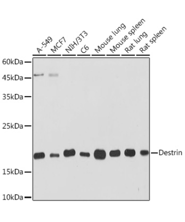 Destrin Rabbit Monoclonal Antibody