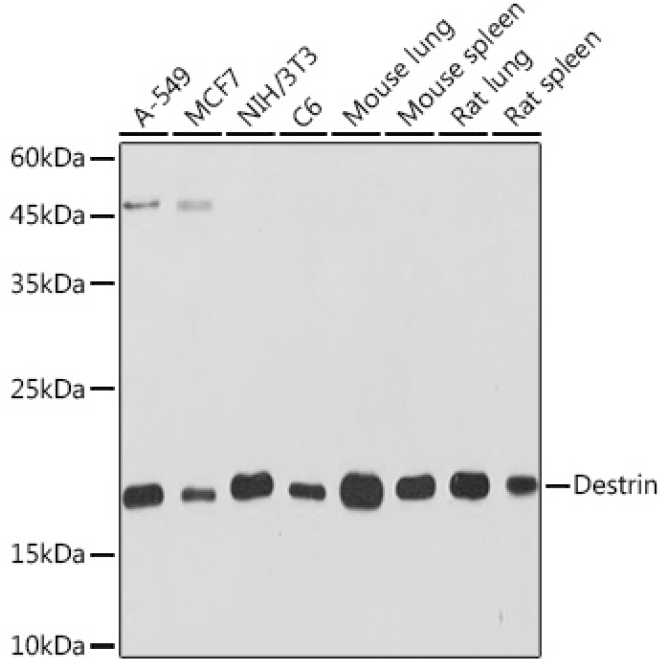 Destrin Rabbit Monoclonal Antibody
