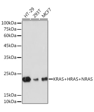 KRAS+HRAS+NRAS Rabbit Monoclonal Antibody
