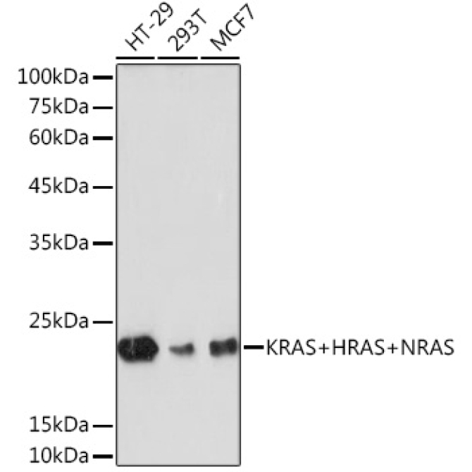 KRAS+HRAS+NRAS Rabbit Monoclonal Antibody