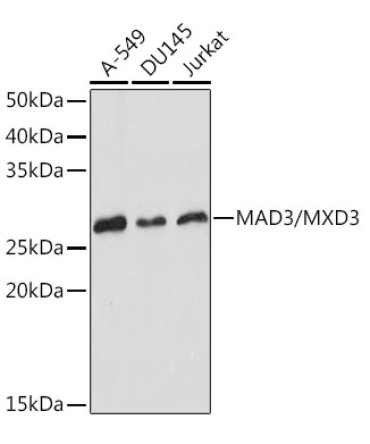 MAD3/MXD3 Rabbit Monoclonal Antibody
