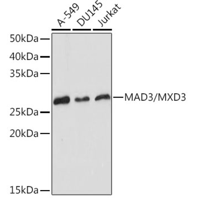 MAD3/MXD3 Rabbit Monoclonal Antibody