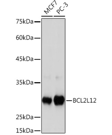 BCL2L12 Rabbit Monoclonal Antibody
