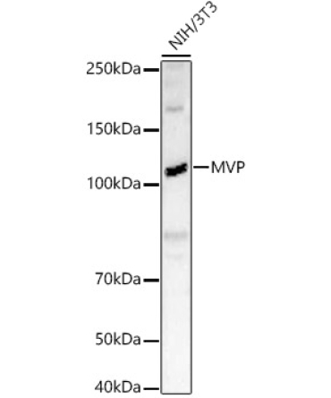 MVP Rabbit Polyclonal Antibody