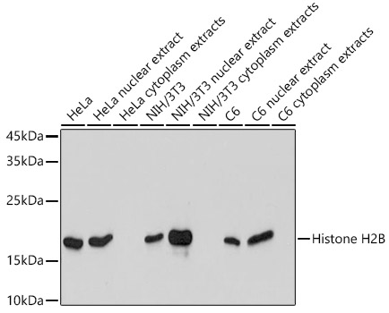 Histone H2B Rabbit Monoclonal Antibody