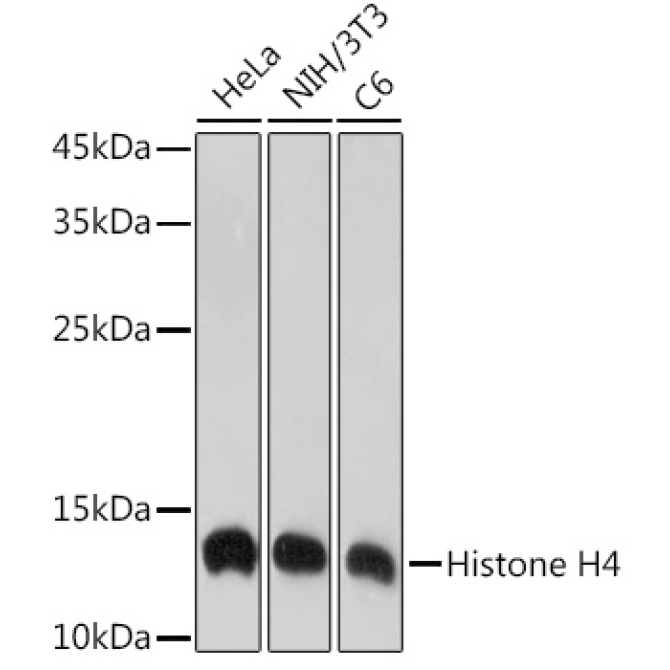 Histone H4 Rabbit Monoclonal Antibody