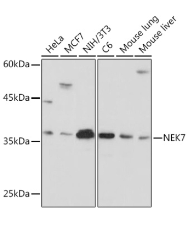 NEK7 Rabbit Monoclonal Antibody