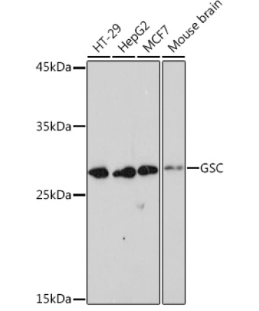 GSC Rabbit Monoclonal Antibody