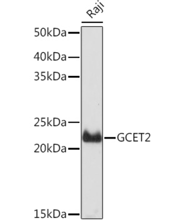 GCET2 Rabbit Monoclonal Antibody