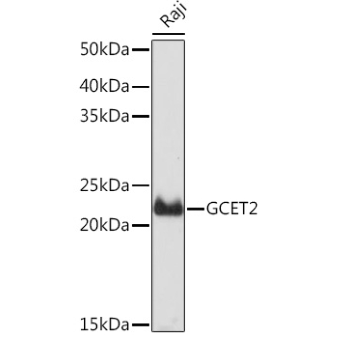 GCET2 Rabbit Monoclonal Antibody