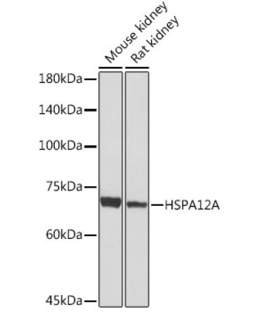 HSPA12A Rabbit Monoclonal Antibody