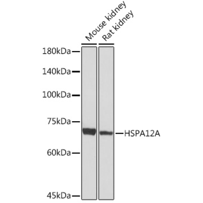 HSPA12A Rabbit Monoclonal Antibody