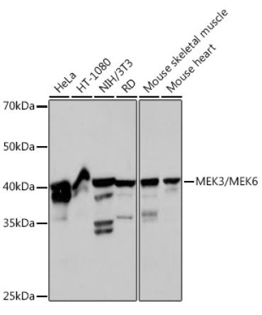 MEK3/MEK6 Rabbit Monoclonal Antibody