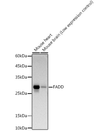 FADD Rabbit Monoclonal Antibody