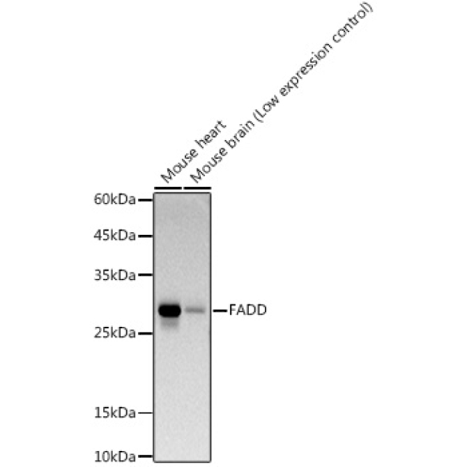 FADD Rabbit Monoclonal Antibody