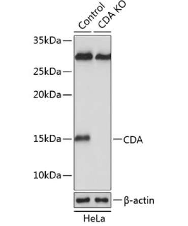 CDA Rabbit Polyclonal Antibody [KO Validated]