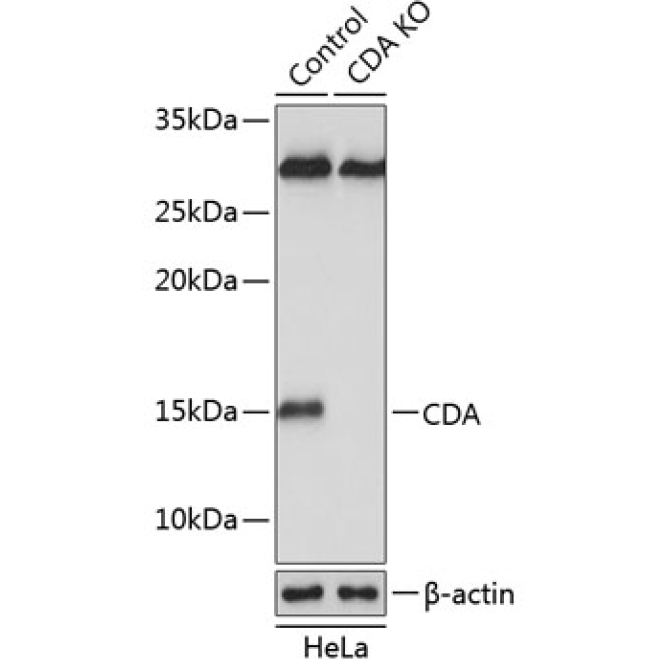 CDA Rabbit Polyclonal Antibody [KO Validated]