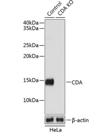 CDA Rabbit Polyclonal Antibody [KO Validated]