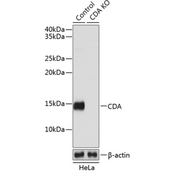 CDA Rabbit Polyclonal Antibody [KO Validated]