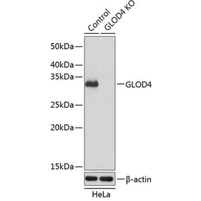 GLOD4 Rabbit Polyclonal Antibody [KO Validated]
