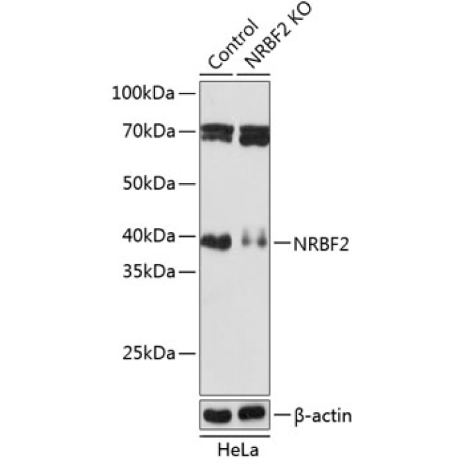 NRBF2 Rabbit Polyclonal Antibody [KO Validated]