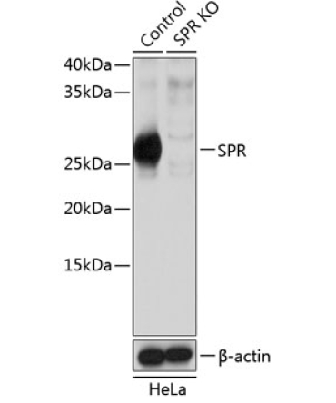 SPR Rabbit Polyclonal Antibody [KO Validated]