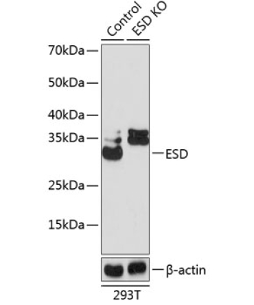 ESD Rabbit Polyclonal Antibody [KO Validated]