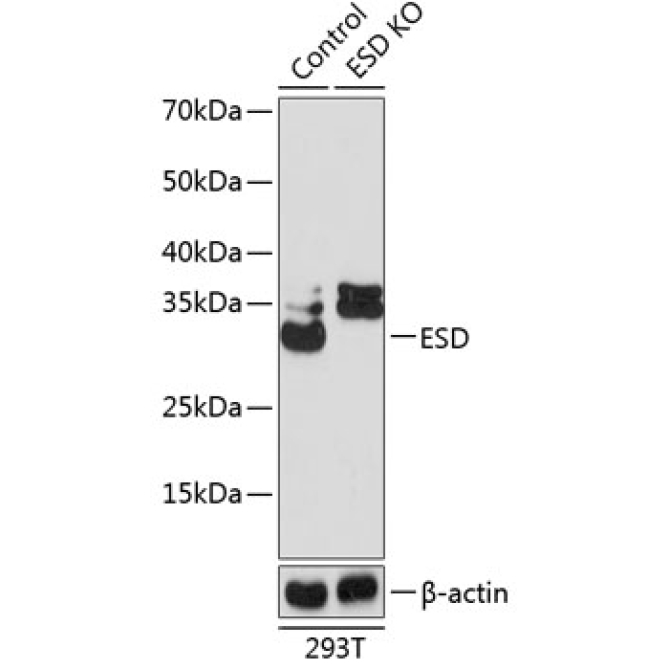 ESD Rabbit Polyclonal Antibody [KO Validated]
