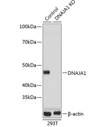 DNAJA1 Rabbit Polyclonal Antibody [KO Validated]