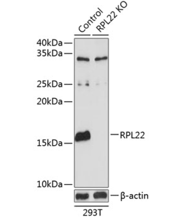 RPL22 Rabbit Polyclonal Antibody [KO Validated]