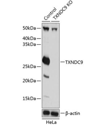 TXNDC9 Rabbit Polyclonal Antibody [KO Validated]
