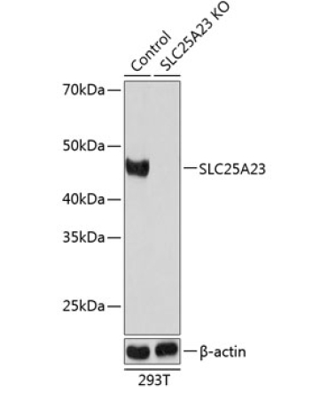 SLC25A23 Rabbit Polyclonal Antibody [KO Validated]