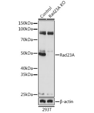 Rad23A Rabbit Polyclonal Antibody [KO Validated]