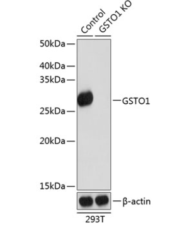 GSTO1 Rabbit Polyclonal Antibody [KO Validated]