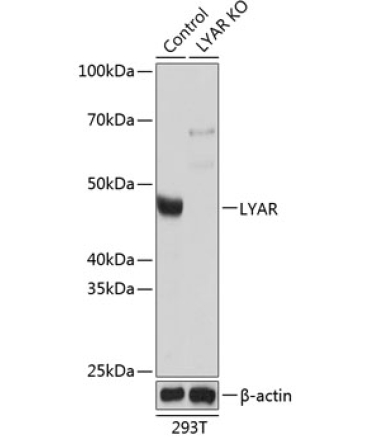 LYAR Rabbit Polyclonal Antibody [KO Validated]