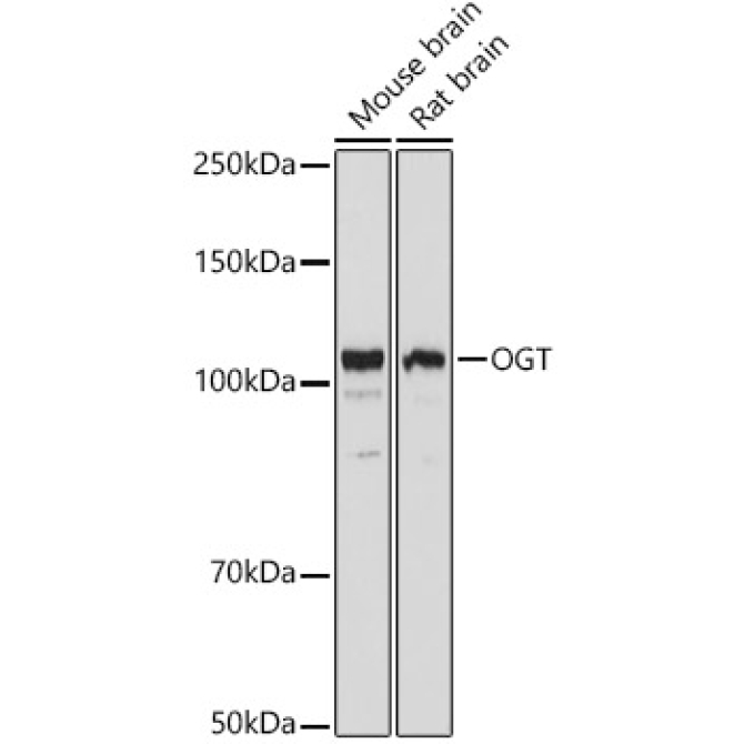 OGT Rabbit Polyclonal Antibody