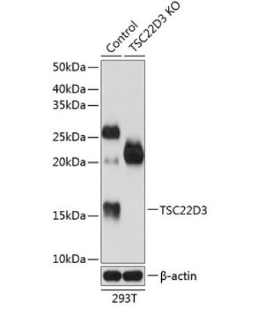 TSC22D3 Rabbit Polyclonal Antibody [KO Validated]