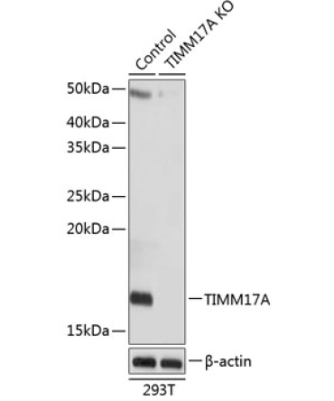 TIMM17A Rabbit Polyclonal Antibody [KO Validated]