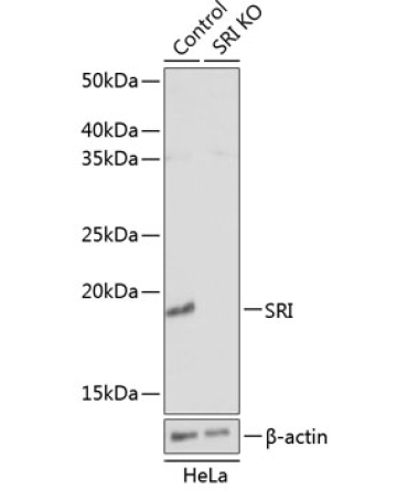 SRI Rabbit Polyclonal Antibody [KO Validated]