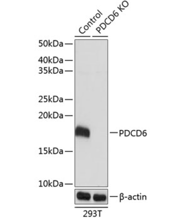 PDCD6 Rabbit Polyclonal Antibody [KO Validated]