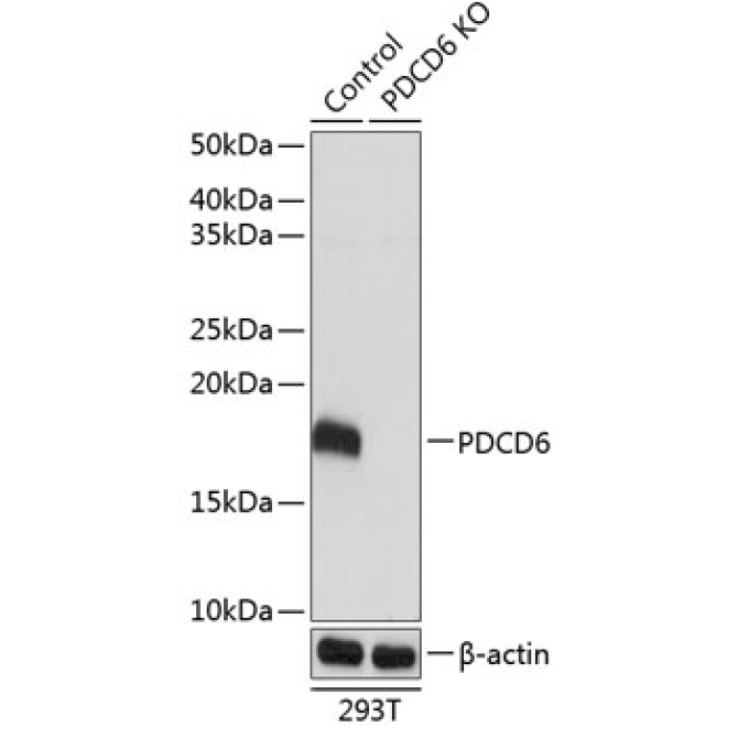 PDCD6 Rabbit Polyclonal Antibody [KO Validated]