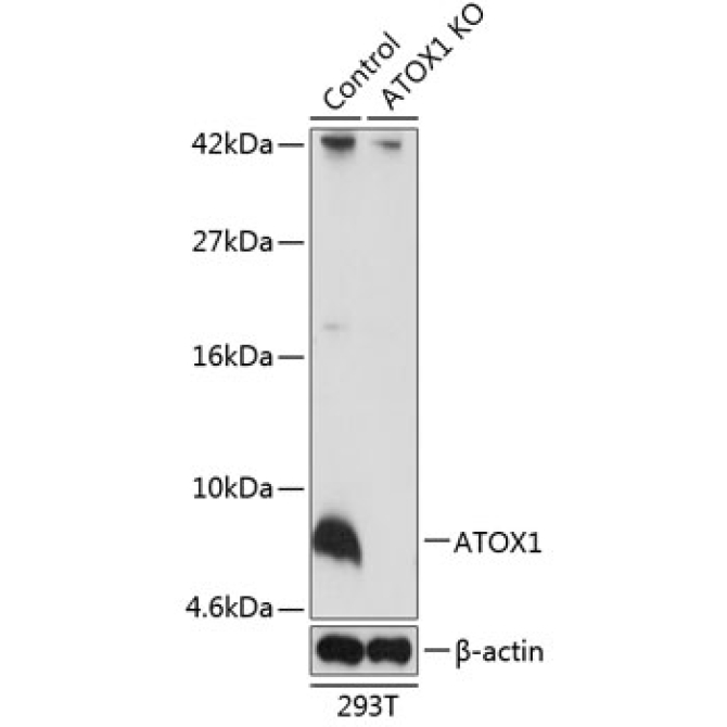 ATOX1 Rabbit Polyclonal Antibody [KO Validated]