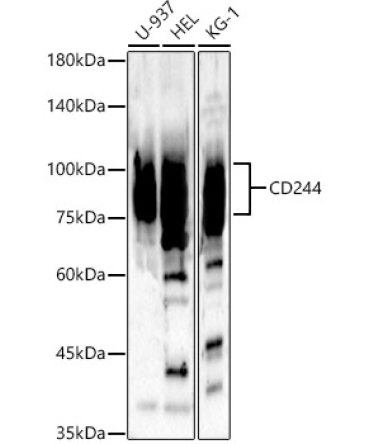 CD244 Rabbit Polyclonal Antibody