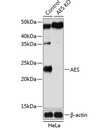 AES Rabbit Polyclonal Antibody [KO Validated]