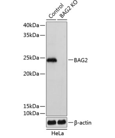BAG2 Rabbit Polyclonal Antibody [KO Validated]