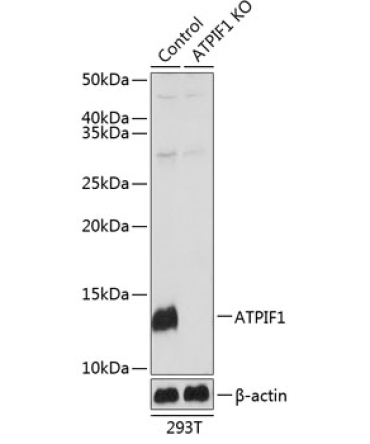 ATPIF1 Rabbit Polyclonal Antibody [KO Validated]