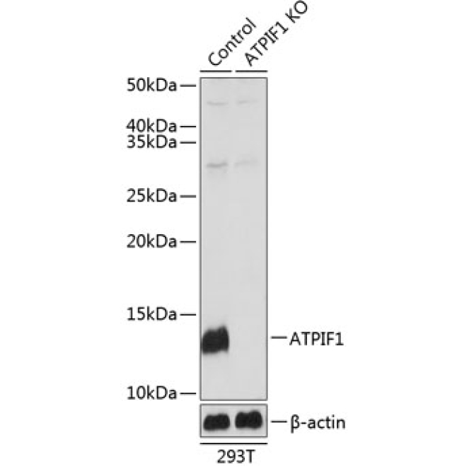 ATPIF1 Rabbit Polyclonal Antibody [KO Validated]