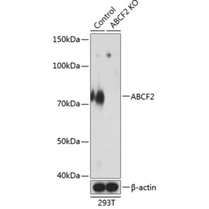 ABCF2 Rabbit Polyclonal Antibody [KO Validated]